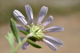 семейство Asteraceae. Соцветие (вид со стороны обёртки). Приморский край, Хасанский р-н, Зарубинское гор. пос., окр. с. Витязь, приморский склон, луговое сообщество. 27.09.2025.