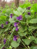 Viola odorata. Цветущие растения. Крым, Севастополь, Ушакова балка. 9 апреля 2011 г.