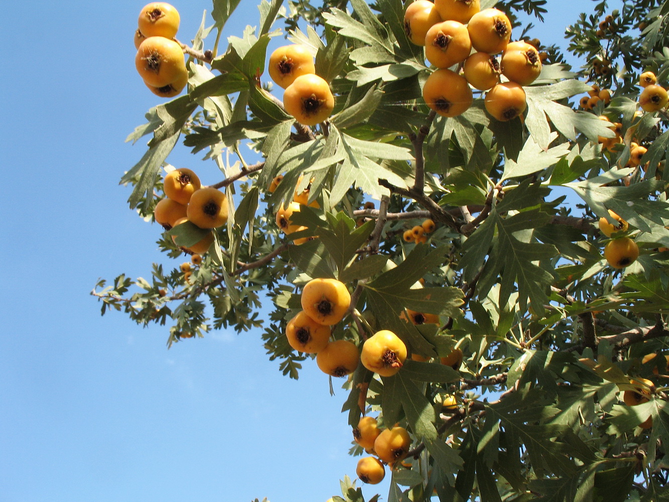 Image of Crataegus pontica specimen.