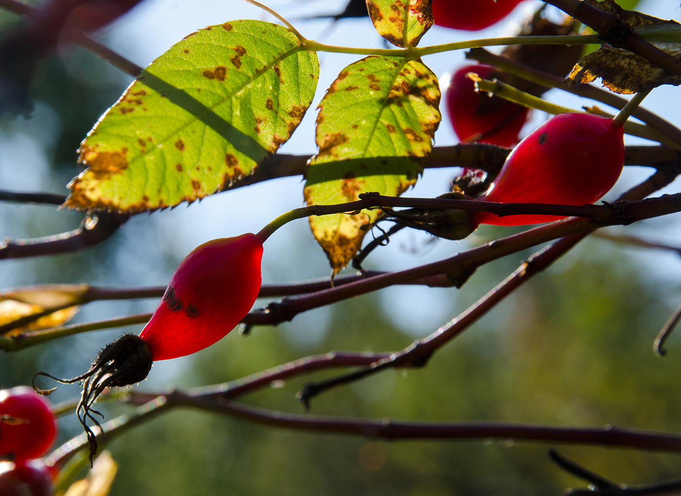 Image of genus Rosa specimen.