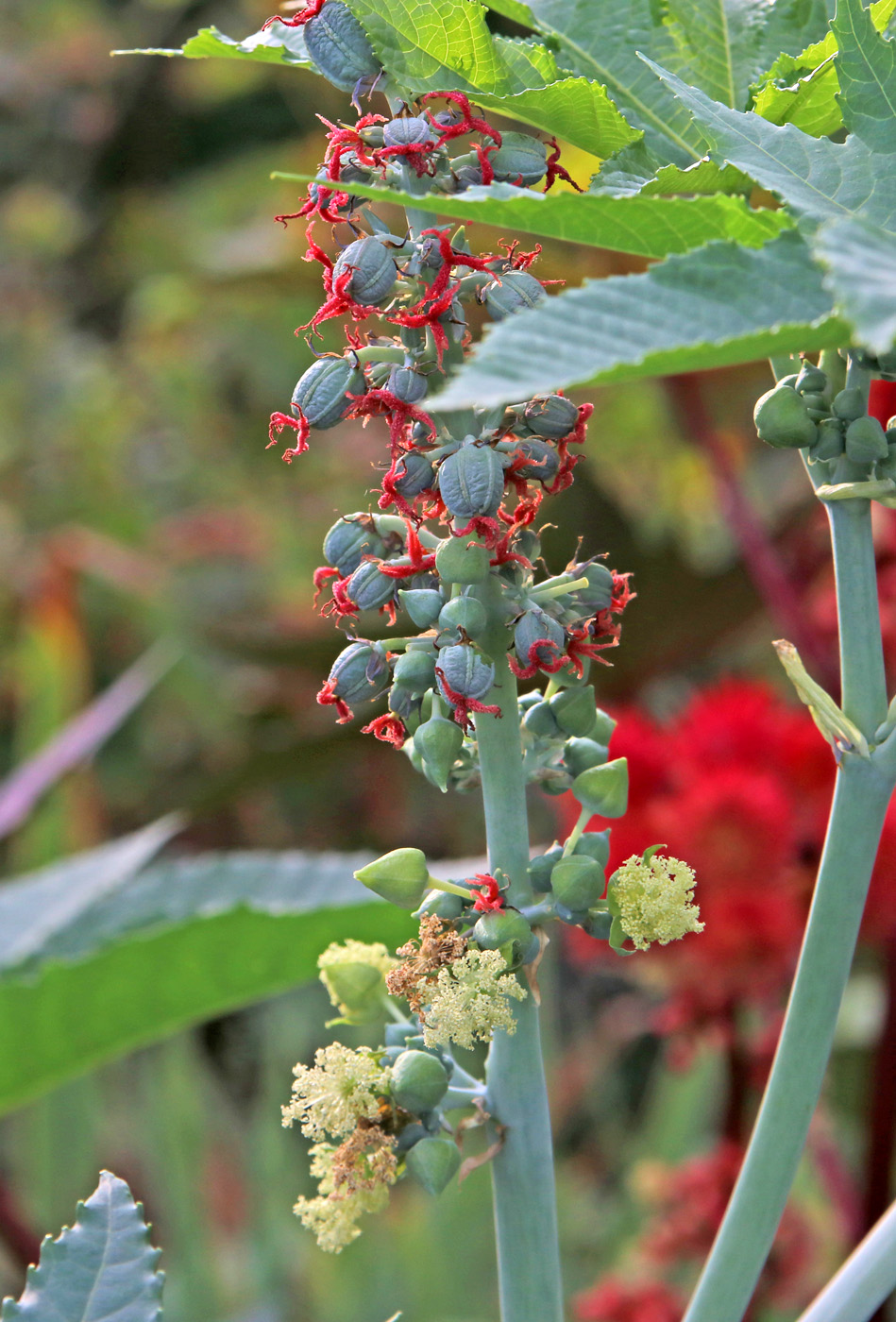 Image of Ricinus communis specimen.