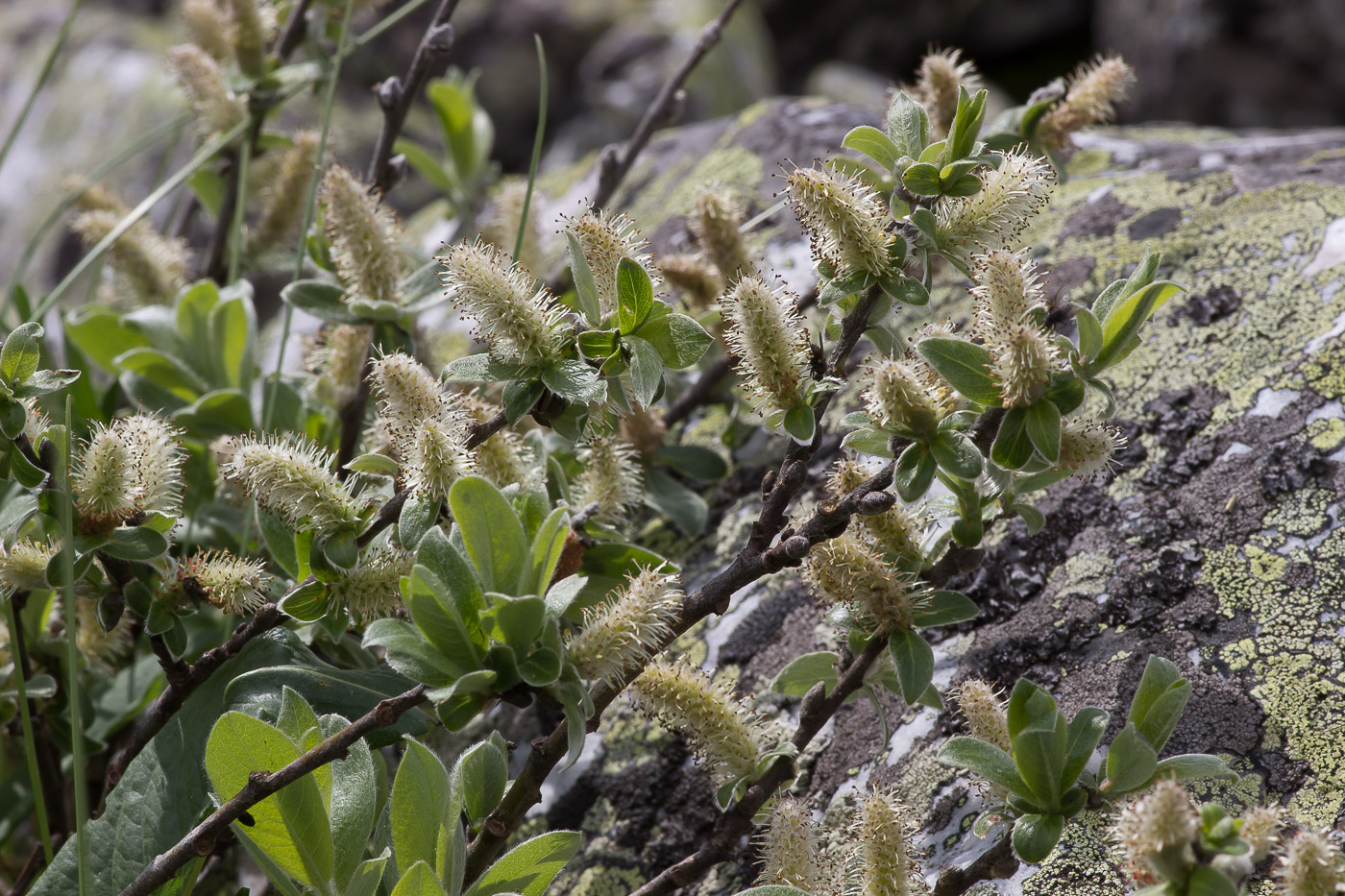 Image of genus Salix specimen.