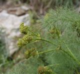 Prangos ferulacea. Верхушка побега с развивающимся соцветием. Турция, ил Хаккари, верховья р. Бейазсу, Кырыкдаг Яйла, правый борт долины в 700 м ниже базового лагеря, выс. ок. 2500 м н.у.м., на склоне. 24 мая 2025 г.