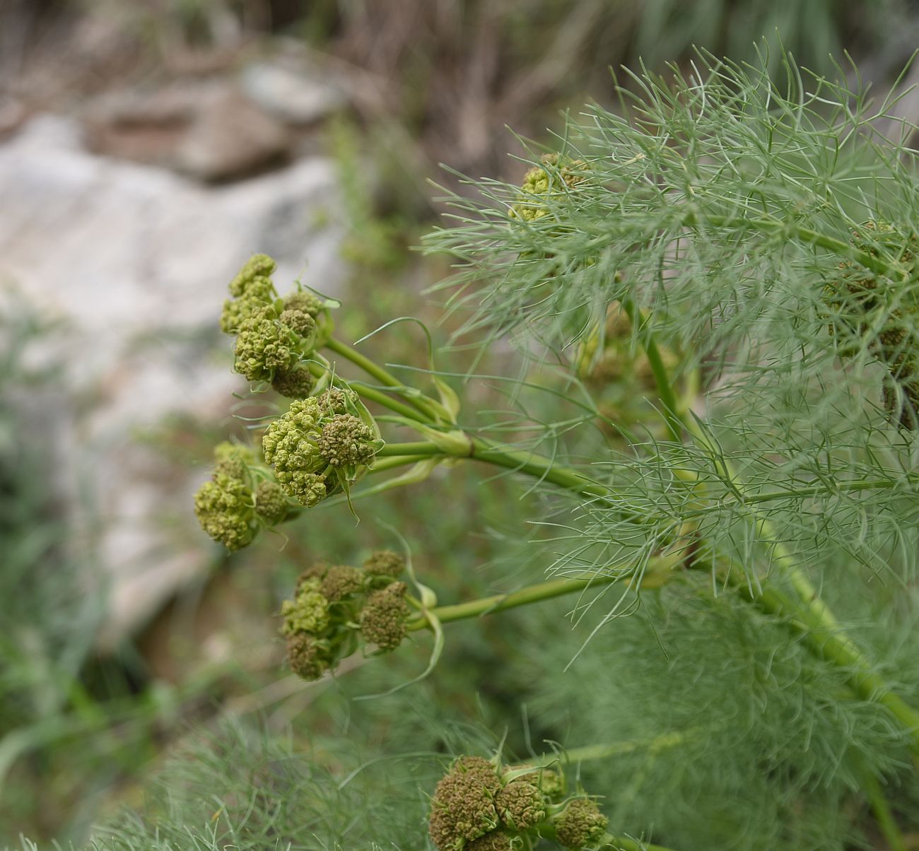 Image of Prangos ferulacea specimen.