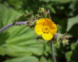 Geum latilobum. Цветок и бутон. Абхазия, Гагрский р-н, 1850 м н.у.м., каменистый субальпийский луг. 12.06.2025.