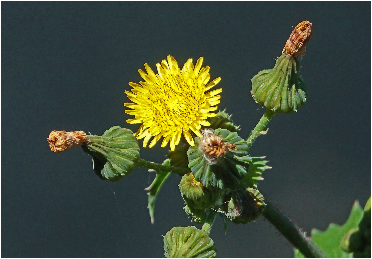 Изображение особи Sonchus oleraceus.