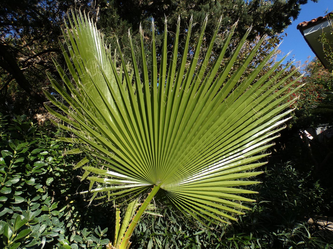 Image of Washingtonia filifera specimen.