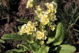 Primula elatior. Цветущее растение. Белгородская обл., пос. Ракитное, ул. Сосновая, 2, в культуре. 30 апреля 2024 г.
