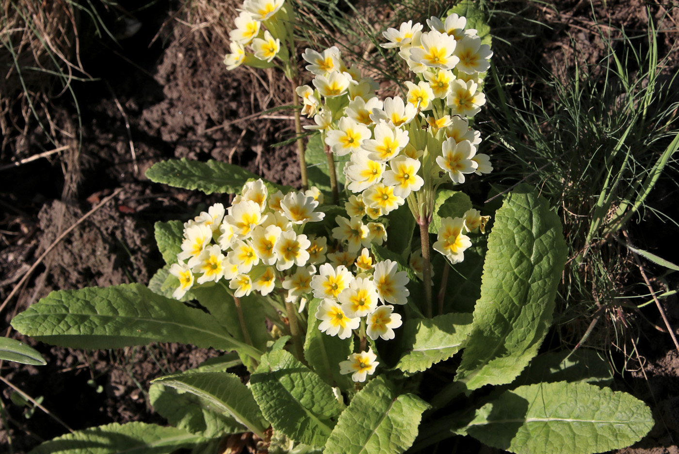 Image of genus Primula specimen.