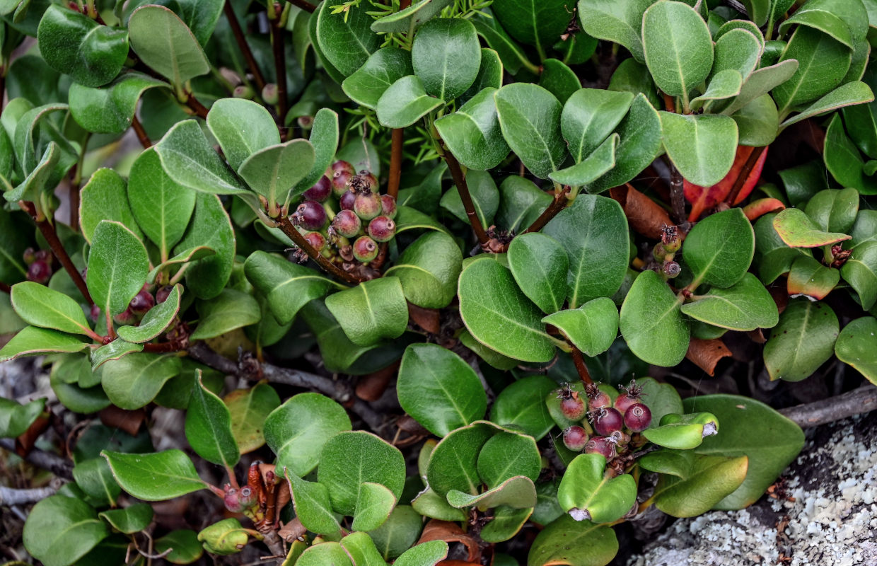Image of Rhaphiolepis umbellata specimen.
