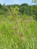 Calamagrostis canescens. Соцветие. Ульяновская обл., окр. г. Димитровград, пойма р. Бол. Черемшан, старица оз. Горелое, местами заросший ивняком заболоченный луг. 09.06.2024.