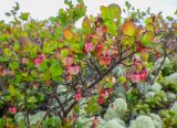 Vaccinium uliginosum. Цветущее растение на подушке Cladonia stellaris. Хабаровский край, Советско-Гаванский р-н, хр. горы Бо-Джауса, 1100 м н.у.м. 19.06.2024.