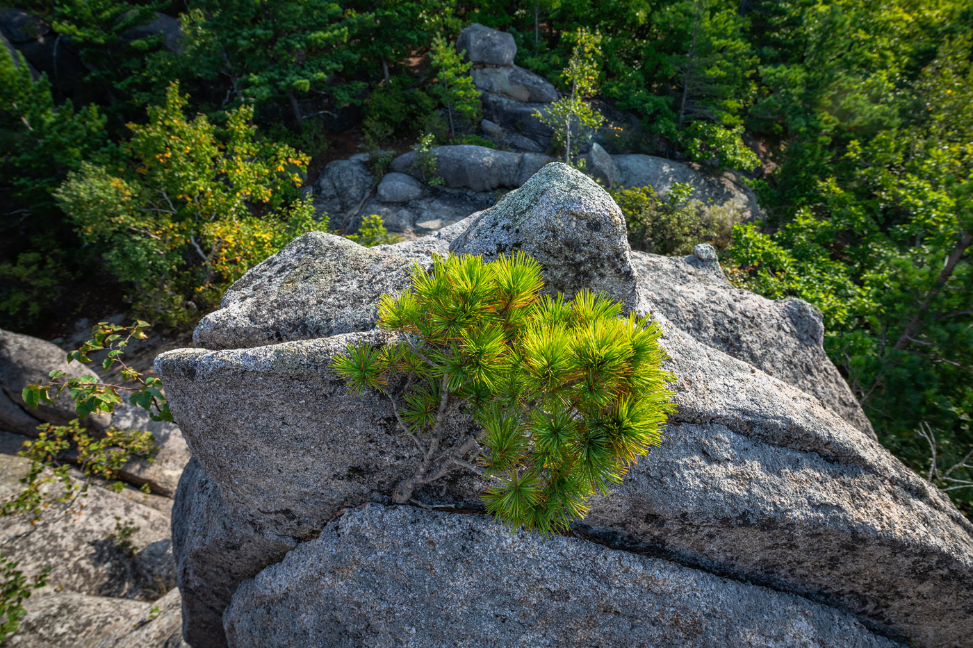 Изображение особи Pinus koraiensis.