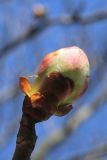 Aesculus hippocastanum. Проснувшаяся почка (на катафилле справа видно скопление смолы). Санкт-Петербург, Кировский р-н, в уличном озеленении. 17.04.2026.
