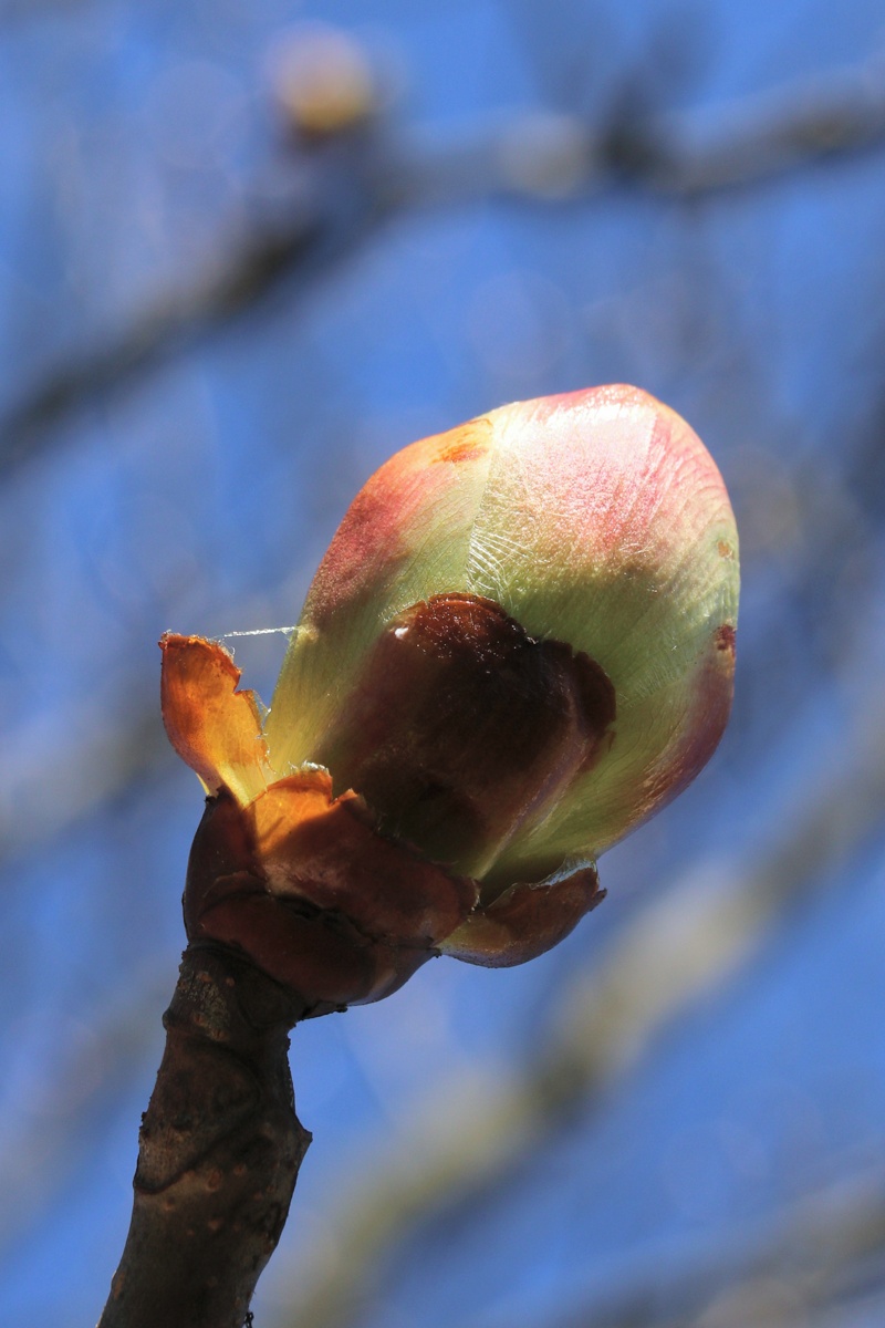 Изображение особи Aesculus hippocastanum.