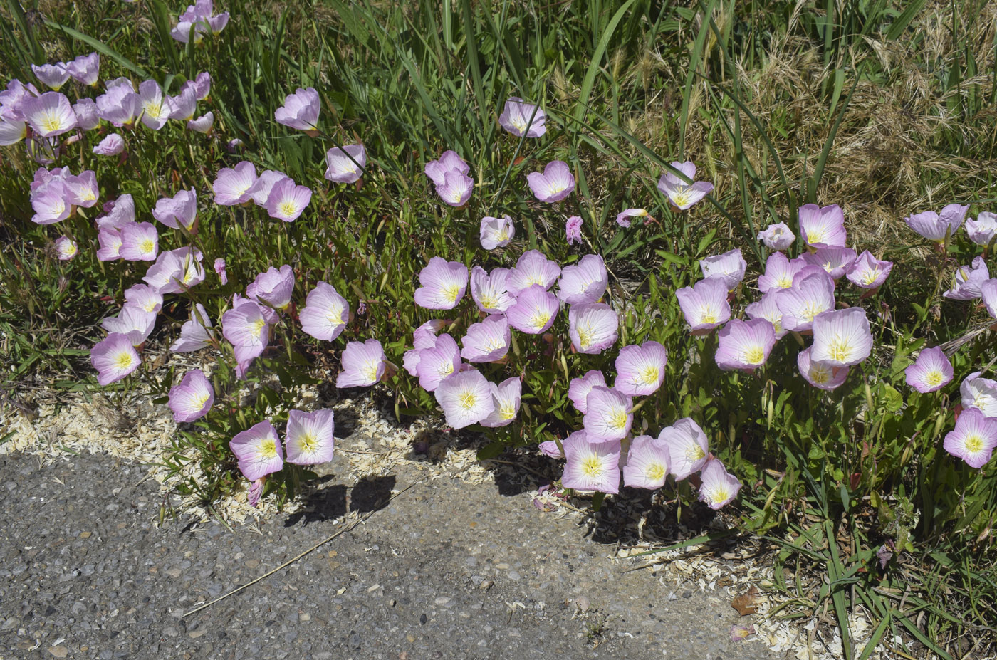 Изображение особи Oenothera speciosa.