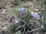Ixiolirion ferganicum. Цветущие растения в подушке Convolvulus spinifer. Кыргызстан, между с. Кадамжай и Охна, близ с. Жийделик; Алайский хр., передовые предгорья, 1180 м н.у.м., каменистое местообитание среди известняковых скал. 07.04.2026.