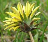 Taraxacum tortilobum