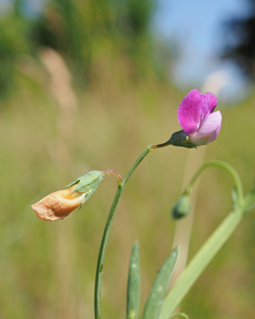 Изображение особи Lathyrus hirsutus.