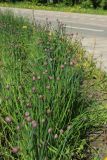 Allium schoenoprasum. Растения с развивающимися соцветиями. Санкт-Петербург, Кировский р-н, цветник на бульваре. 19.05.2026.