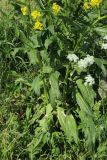 Bunias orientalis. Нижняя часть цветущего растения (справа - Anthriscus sylvestris). Санкт-Петербург, Кировский р-н, газон. 06.06.2026.
