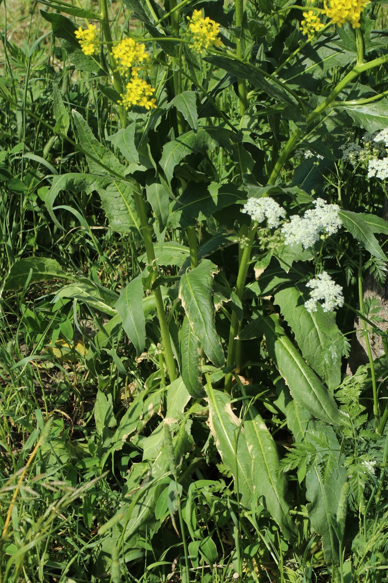 Image of Bunias orientalis specimen.