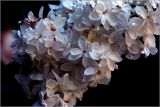 Syringa vulgaris. Цветки (махровая форма). Московская обл., Раменский р-н, окр. дер. Хрипань, садовый участок. 04.06.2026.