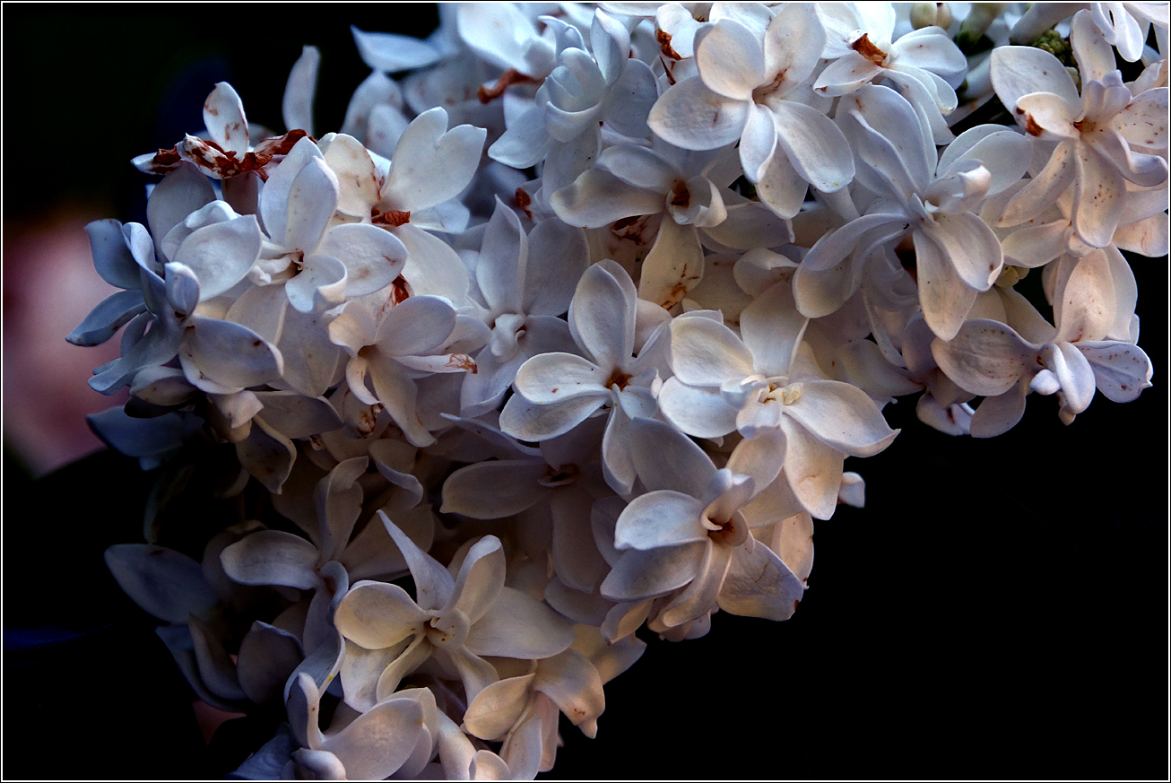 Изображение особи Syringa vulgaris.
