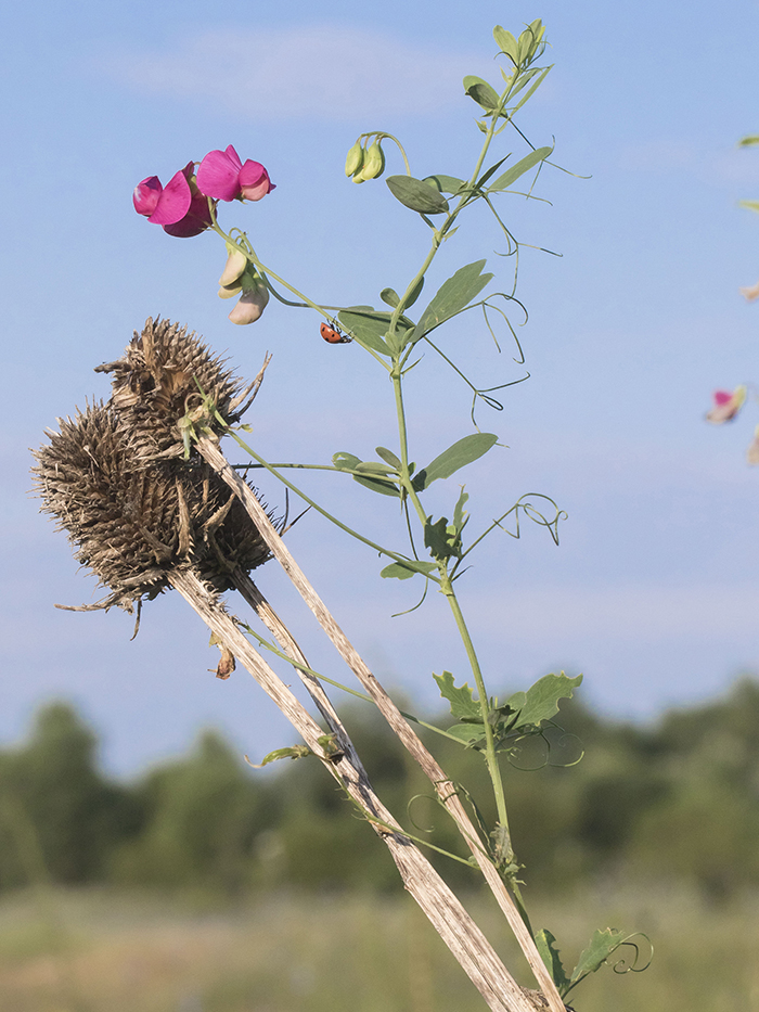 Изображение особи Lathyrus tuberosus.