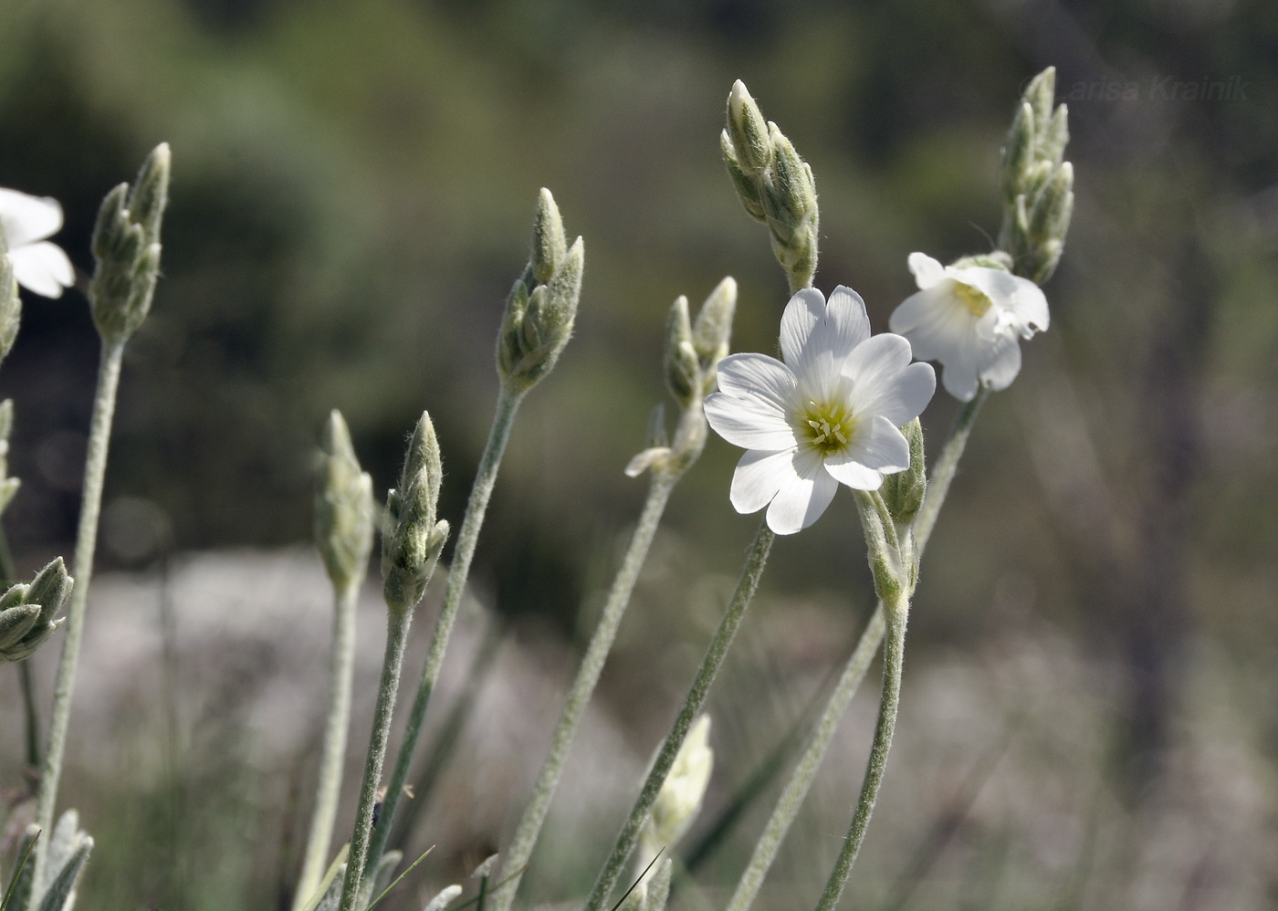 Изображение особи Cerastium biebersteinii.