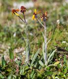 Tephroseris phaeantha