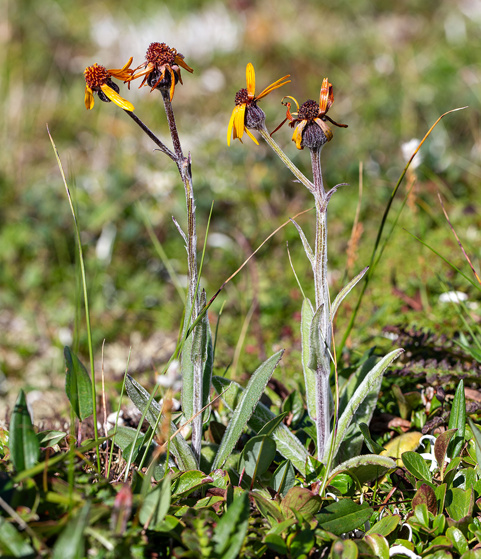 Image of Tephroseris phaeantha specimen.