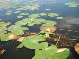 Nymphaea candida