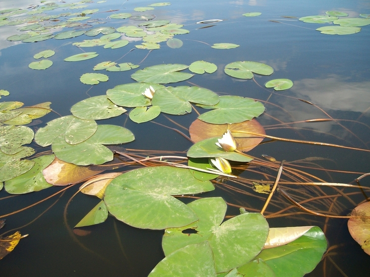 Image of Nymphaea candida specimen.