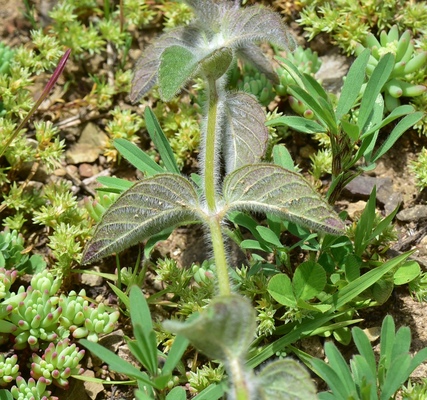 Изображение особи семейство Lamiaceae.