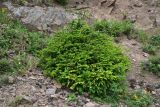 Picea orientalis. Молодое дерево. Турция, ил Артвин, окр. монастыря Парехи, на каменистом склоне. 12 июня 2026 г.