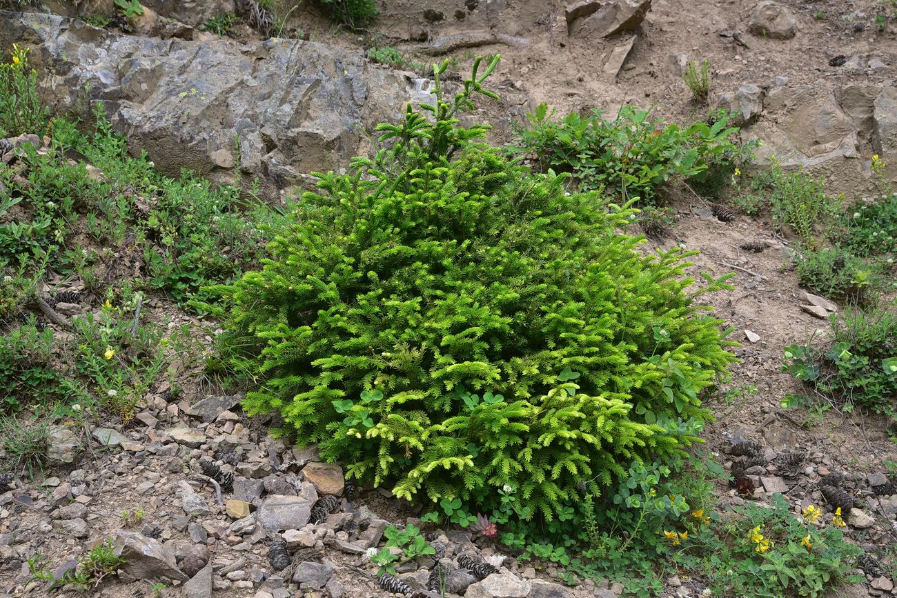 Изображение особи Picea orientalis.