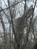 Juglans regia. Основание ствола. Республика Молдова, муниципалитет Кишинёв, г. Кодру, заброшенный ореховый сад. 14 декабря 2025 г.