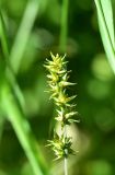 unknown species. Верхушка плодоносящего растения. Турция, ил Артвин, р-н Юсуфели, 250 м ниже дер. Гюльпынар, выс. 1500 м н.у.м., луг среди зарослей. 13 июня 2026 г.