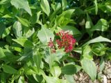 Centranthus ruber