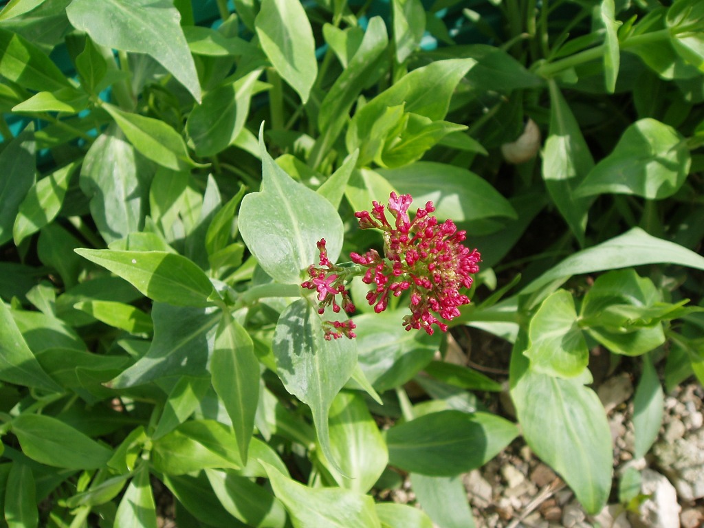 Изображение особи Centranthus ruber.