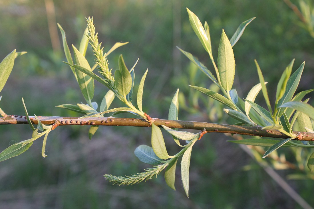 Изображение особи Salix triandra.