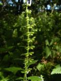 Scutellaria altissima. Нижняя часть соцветия с завязавшимися плодами. Днепропетровская обл., балка в верховьях р. Самоткани. 04.06.2011.