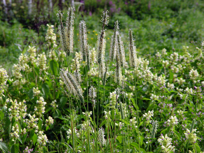 Image of Phleum pratense specimen.