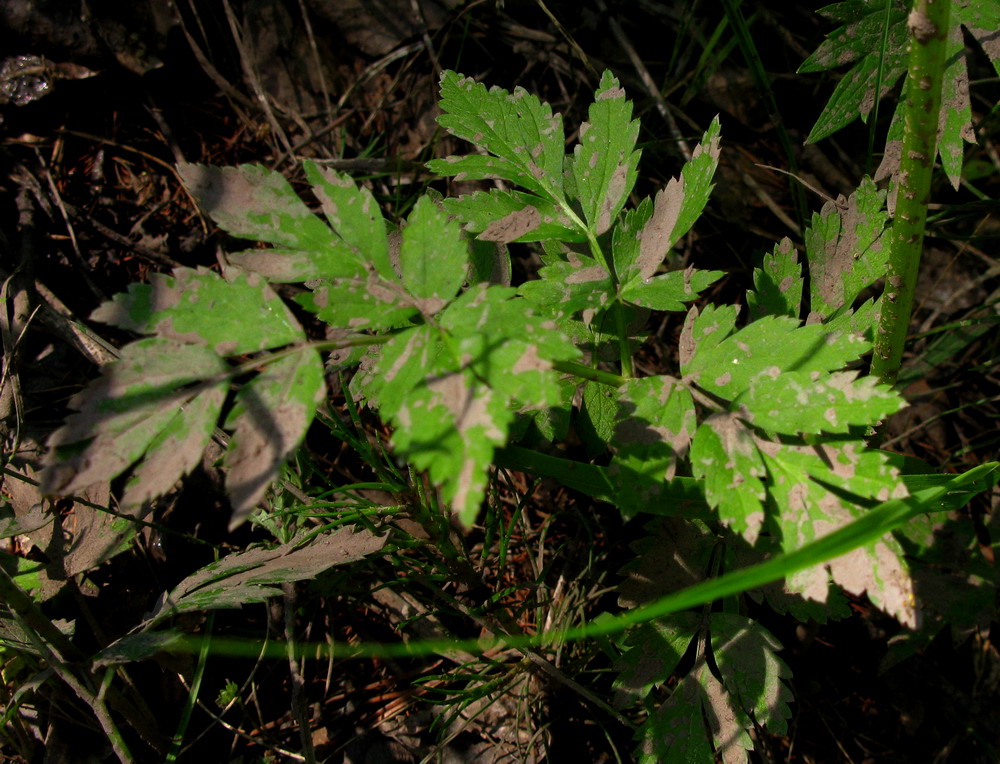 Image of Aegopodium alpestre specimen.