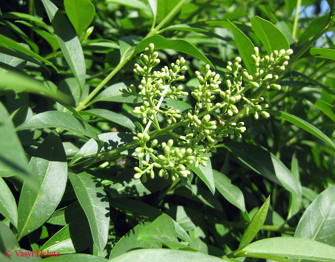 Image of Ligustrum vulgare specimen.
