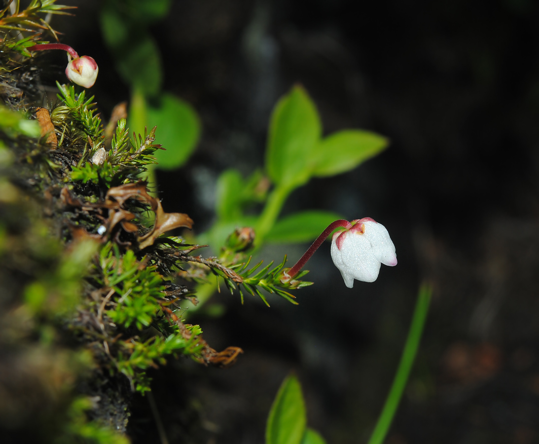 Изображение особи Harrimanella hypnoides.