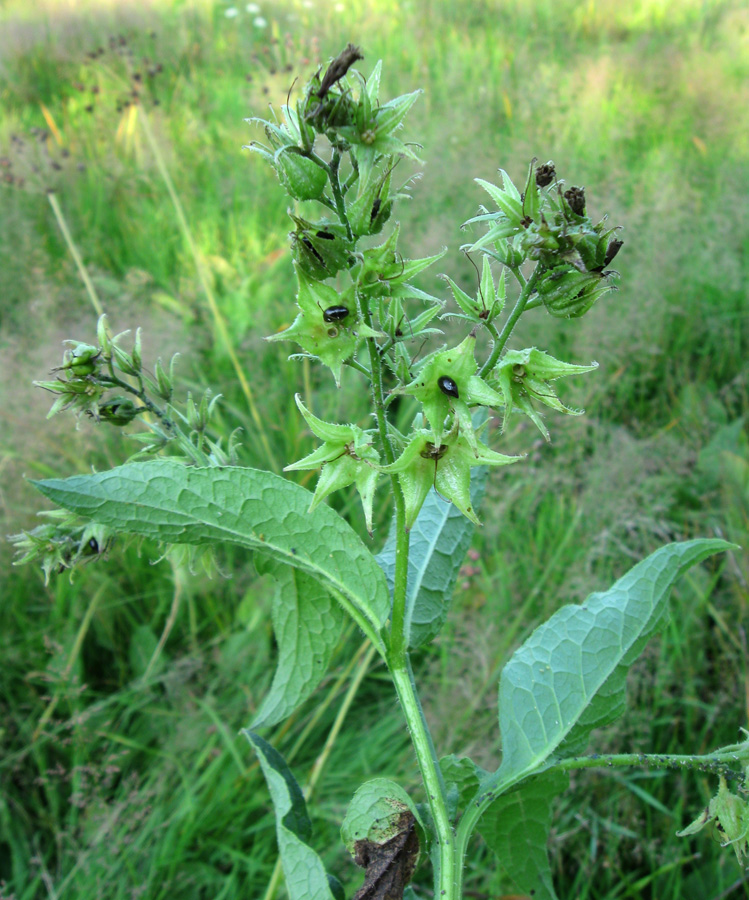 Изображение особи Symphytum officinale.