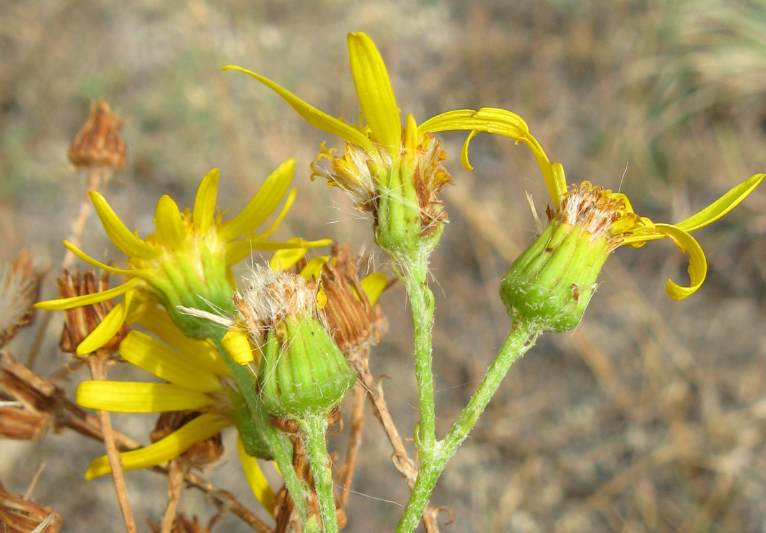 Изображение особи Senecio jacobaea.