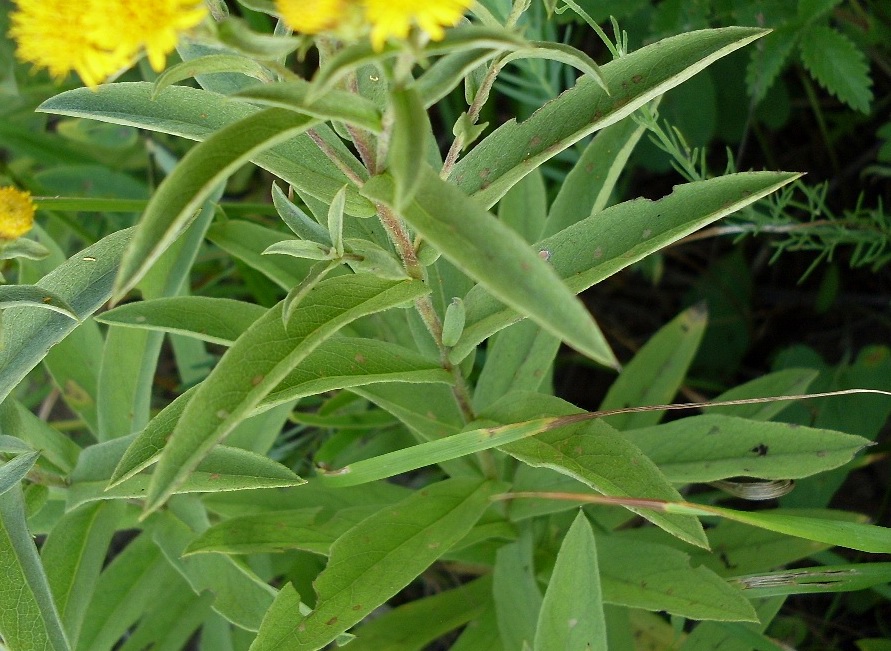 Image of Inula germanica specimen.